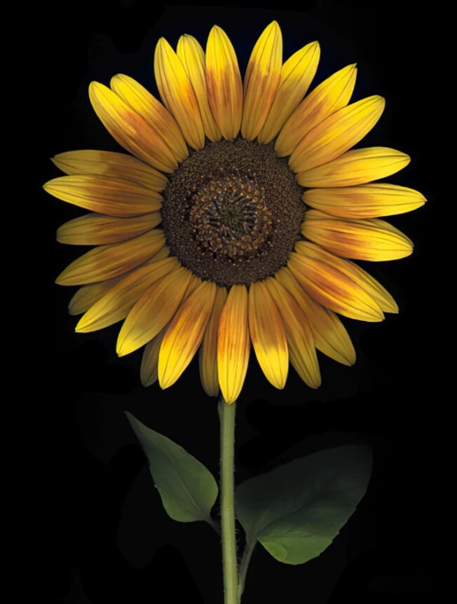 Greeting Card - Birthday - Sunflower