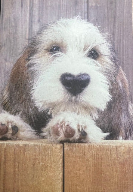 Greeting Card - Friendship - Picture of cute dog
