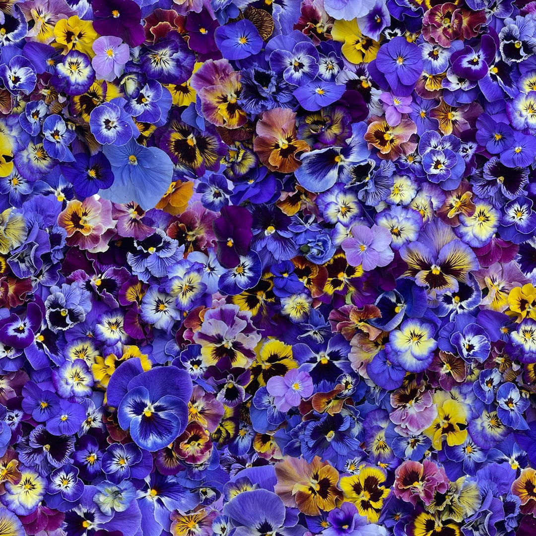 Maywood Studio - Hand Picked - Purple Pansies
